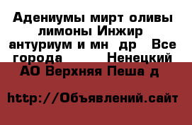 Адениумы,мирт,оливы,лимоны,Инжир, антуриум и мн .др - Все города  »    . Ненецкий АО,Верхняя Пеша д.